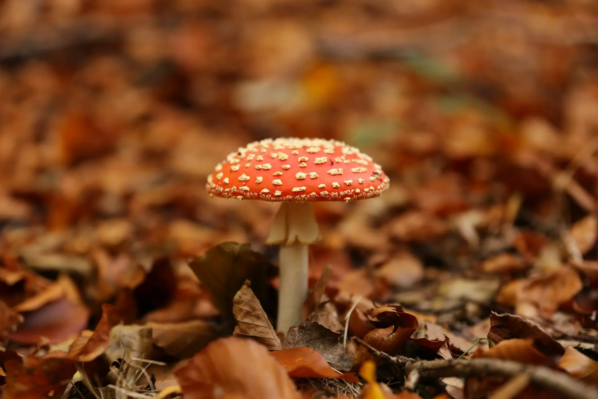 A bright red mushroom with white spots, standing on a white stem among brown autumn leaves on the forest floor.