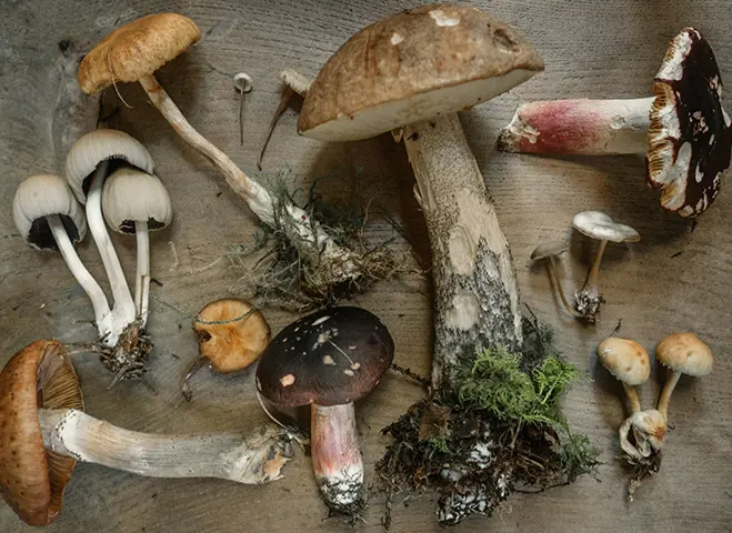 Various types of wild mushrooms laid out on a wooden surface, showing different shapes, colors, and sizes.