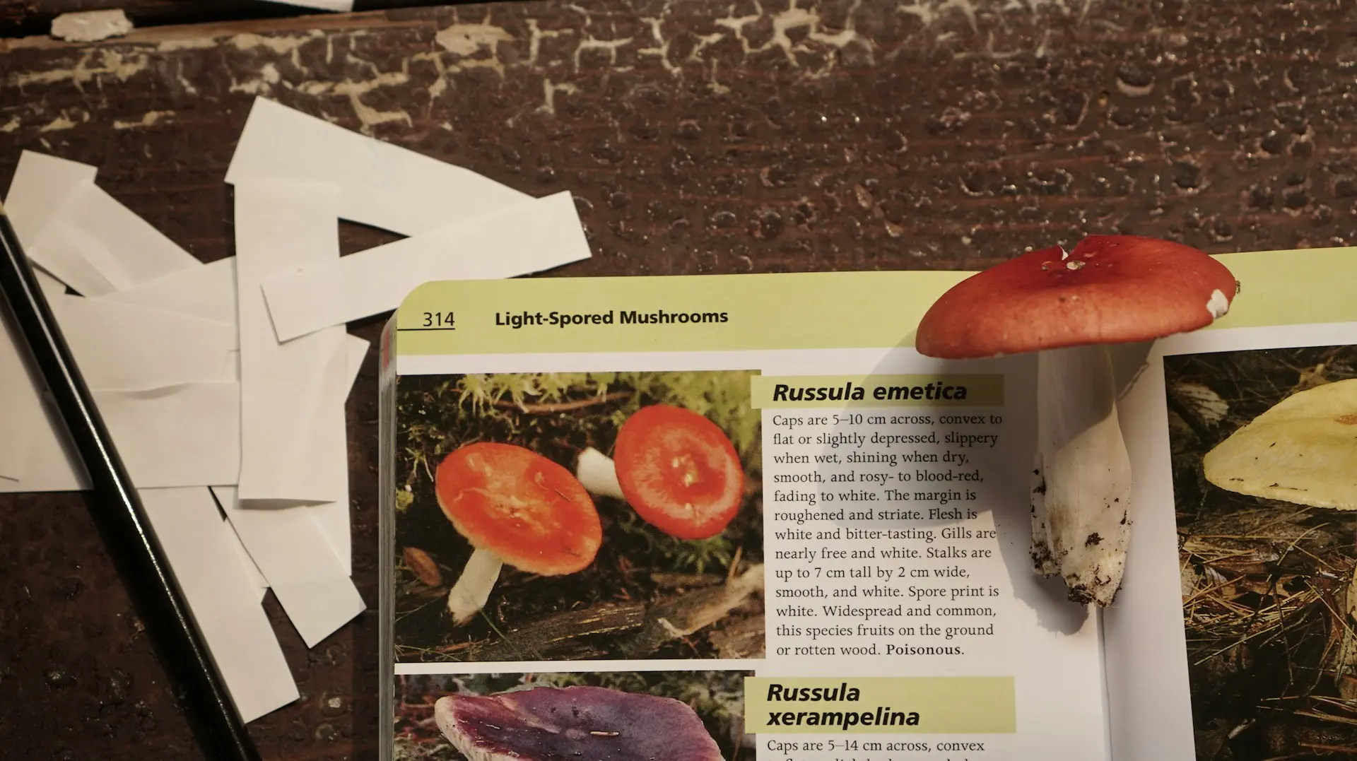 A red-capped mushroom resting on a field guide page about Russula emetica, a light-spored mushroom.