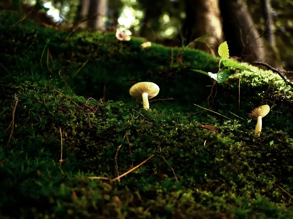 Small mushrooms growing on a moss-covered forest floor with sunlight filtering through the trees.