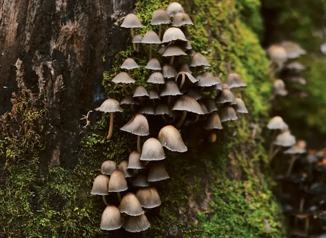 Cluster of small brown mushrooms growing on a moss-covered tree trunk in a forest.