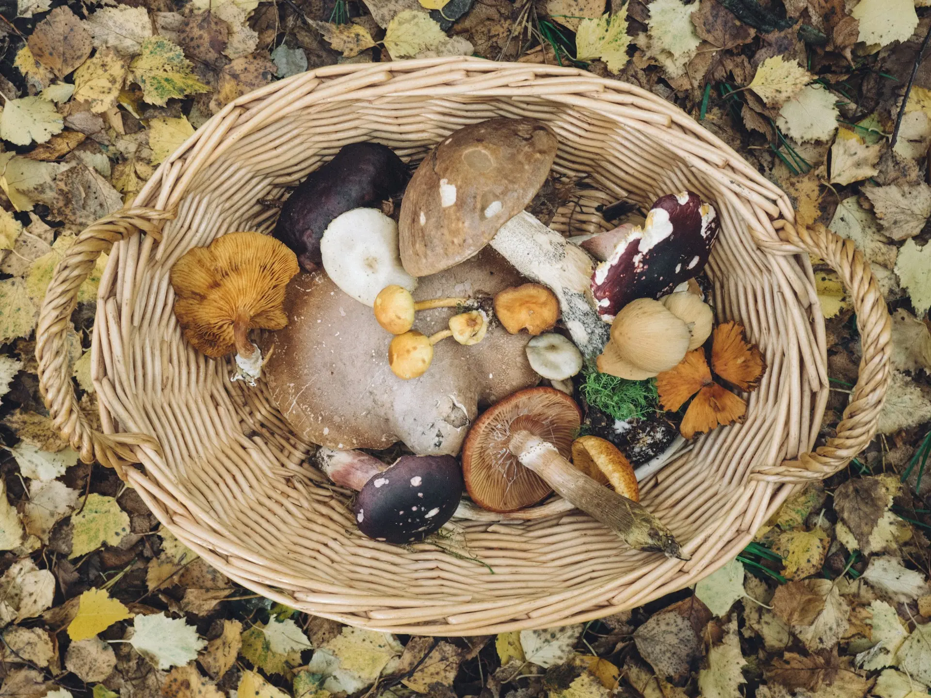Top view of a wicker basket filled with a variety of freshly foraged wild mushrooms, placed on a forest floor covered with autumn leaves.