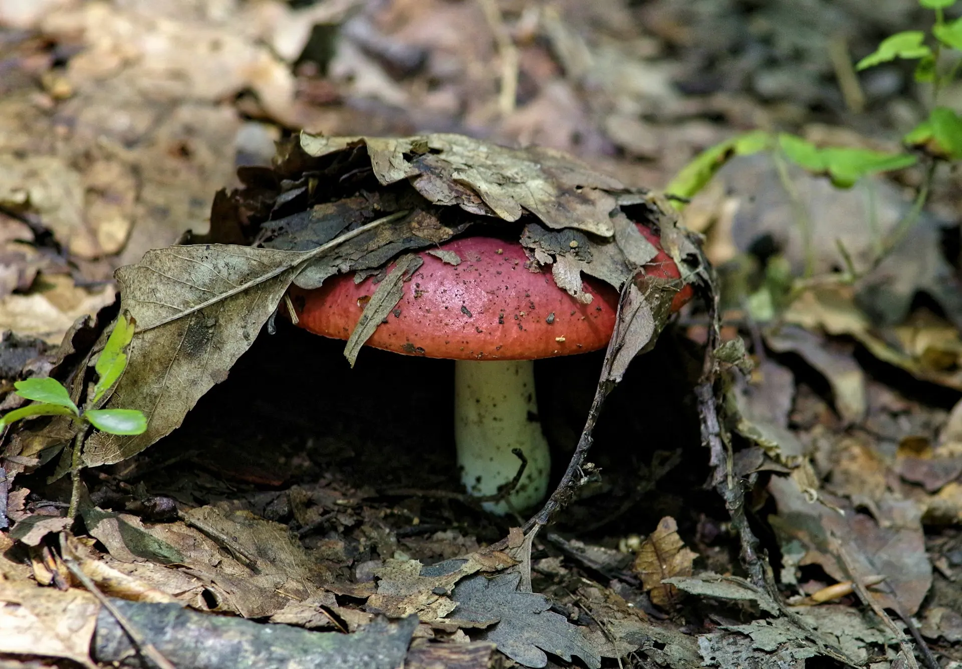 A red-capped mushroom with a white stem partially covered by dry brown leaves on a forest floor.