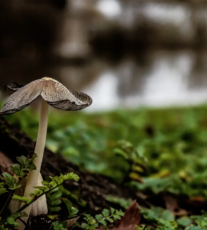 Close-up of a delicate mushroom with a thin white stem and a slightly curled brown cap, growing among green plants on a forest floor, with a blurred water background.